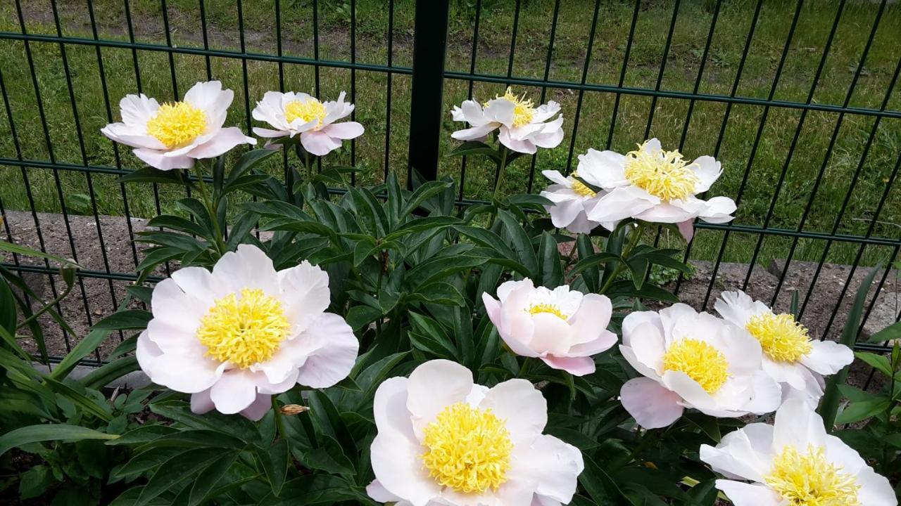 Gartenblick 特雷宾 外观 照片